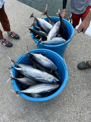 大島でマグカツ