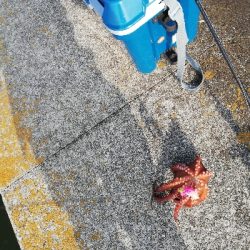 オクトパッシング