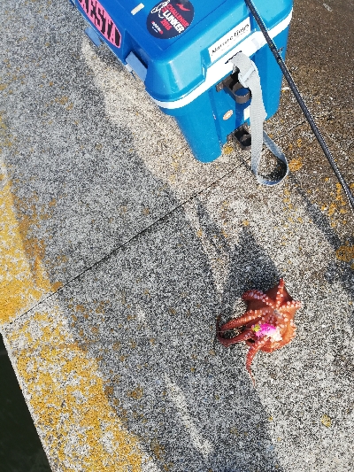 オクトパッシング