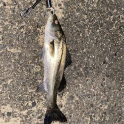 トップでだしたかったー。