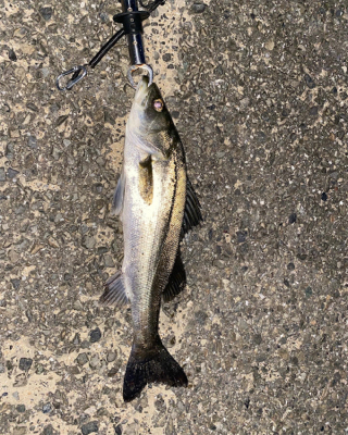 トップでだしたかったー。