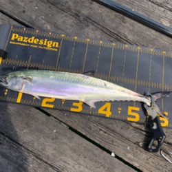 今日は福井遠征