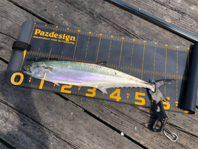 今日は福井遠征