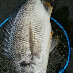 『釣りデビュー☆』202日目