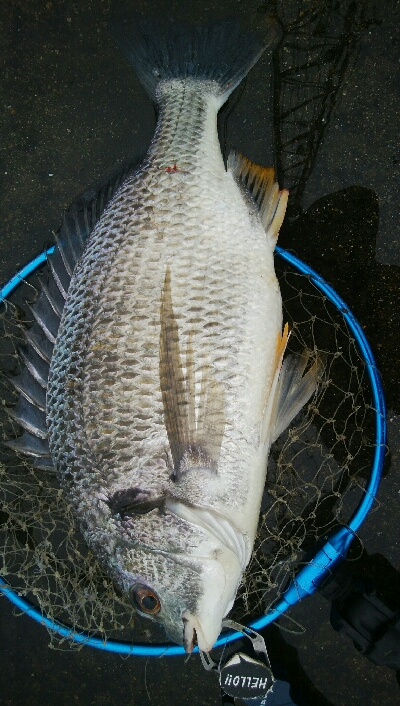 『釣りデビュー☆』202日目