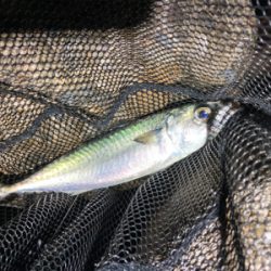 フロート　サバング