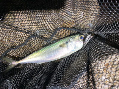 フロート　サバング