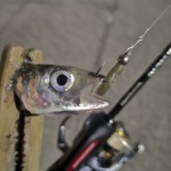 アジング練習　309