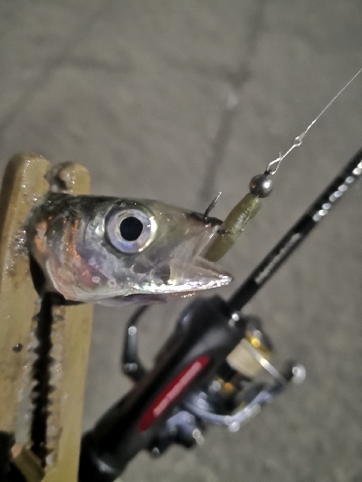 アジング練習　309