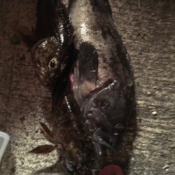 ロックフィッシュ