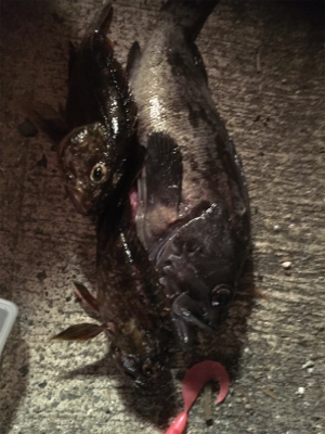 ロックフィッシュ