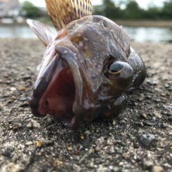 がっしーだけ。