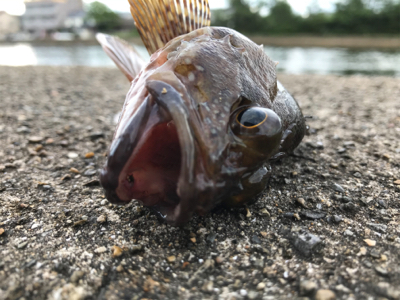 がっしーだけ。