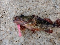 まさかの巨メバル