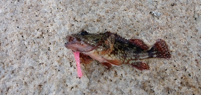 まさかの巨メバル