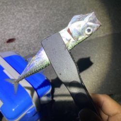 ケンサキ調査のはずがサバorz