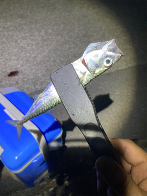 ケンサキ調査のはずがサバorz