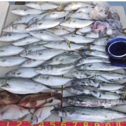 夏のイワシパターン！