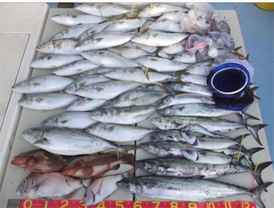 夏のイワシパターン！