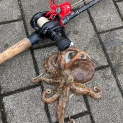 中々の強風に蛸散歩辛し。。