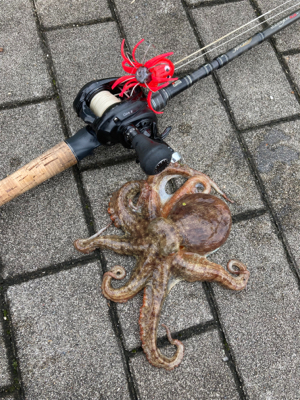 中々の強風に蛸散歩辛し。。