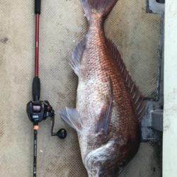 まさかのビック鯛