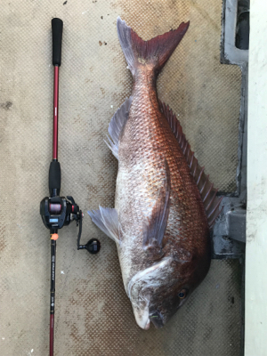 まさかのビック鯛