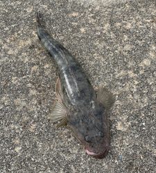 初めての和歌浦漁港