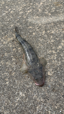 初めての和歌浦漁港