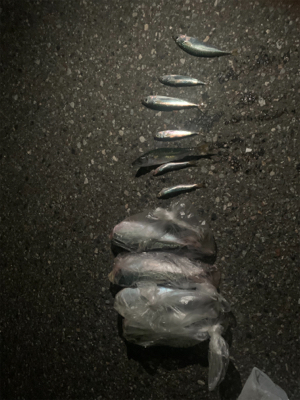 サバが来ましたね