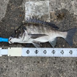 都志でチヌ釣り