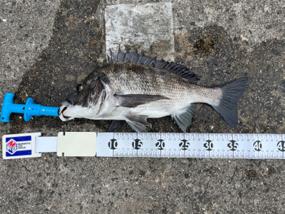 都志でチヌ釣り