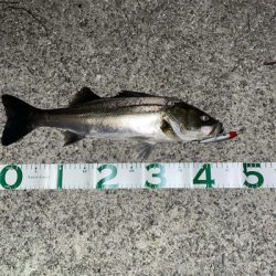 新河岸川　シーバス