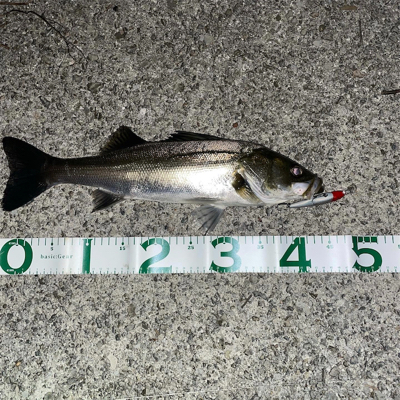 新河岸川　シーバス