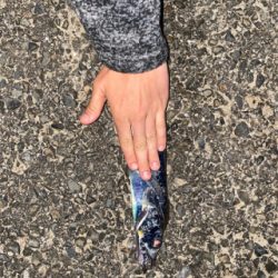 大雨がなければ、、。