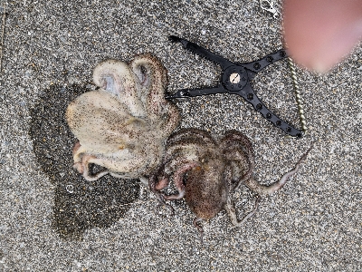 オクトパッシング