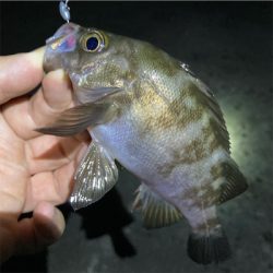 梅雨が明けてもメバル