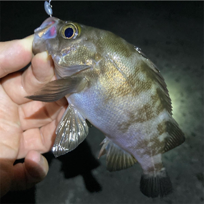 梅雨が明けてもメバル