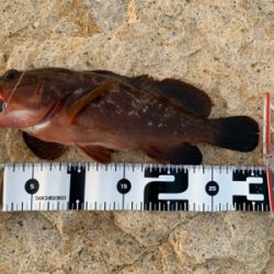 久しぶりのアコウ！