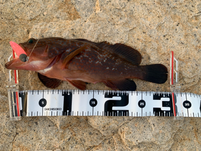 久しぶりのアコウ！