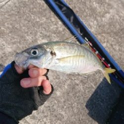 ショアジギング