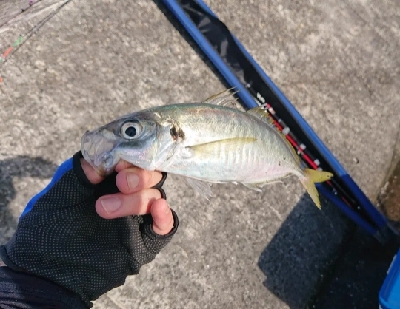 ショアジギング