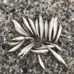 ちょい投げでキス釣り