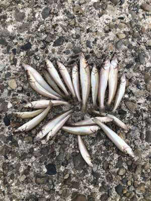 ちょい投げでキス釣り