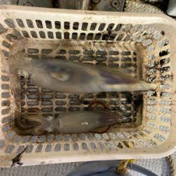 初めてのイカメタル