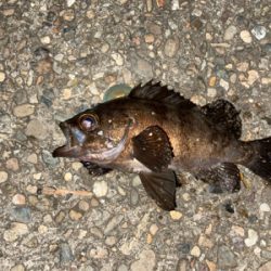 そろそろアコウの季節