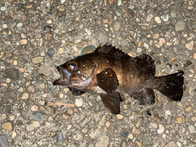 そろそろアコウの季節