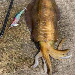 夏だーー！！イカだーー！！