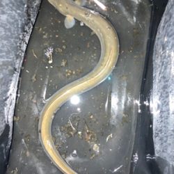 雨のあとのうなぎ釣り