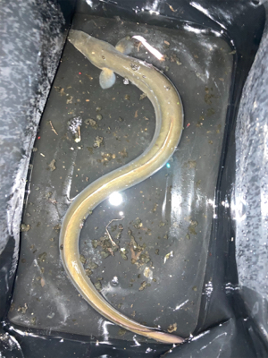 雨のあとのうなぎ釣り